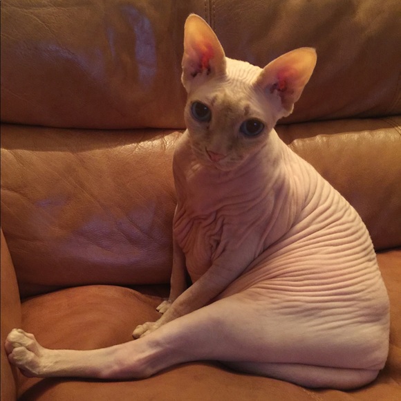 Meet your Posher, Lauryna - Picture 1 of 1